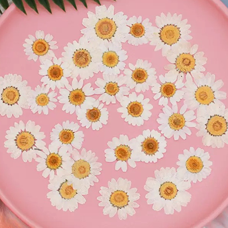 Home Decor Daisy - 100Pcs Natural White Crystal Chrysanthemum Daisy