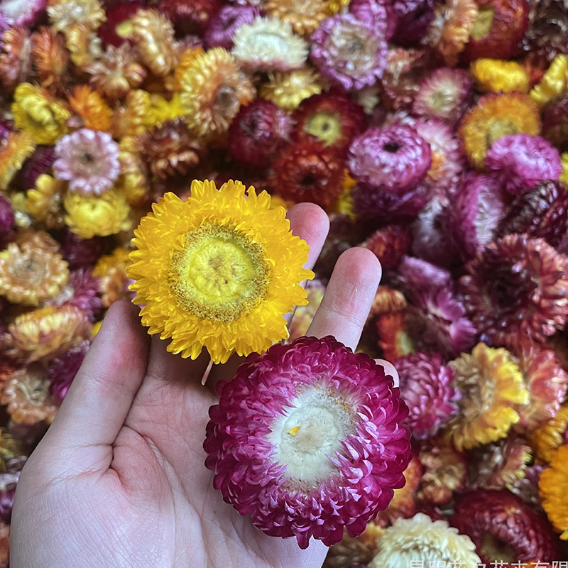 Home Decor Daisy - 500g 1000g Dried Daisy Natural Flowers