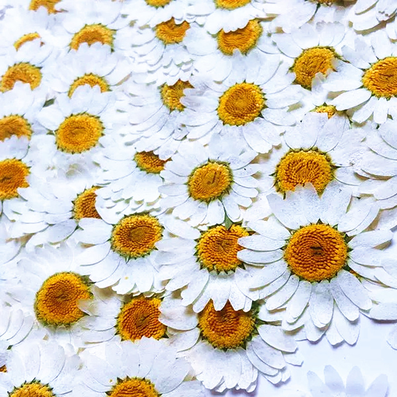 100Pcs Natural White Crystal C - Home Decor Daisy review and price