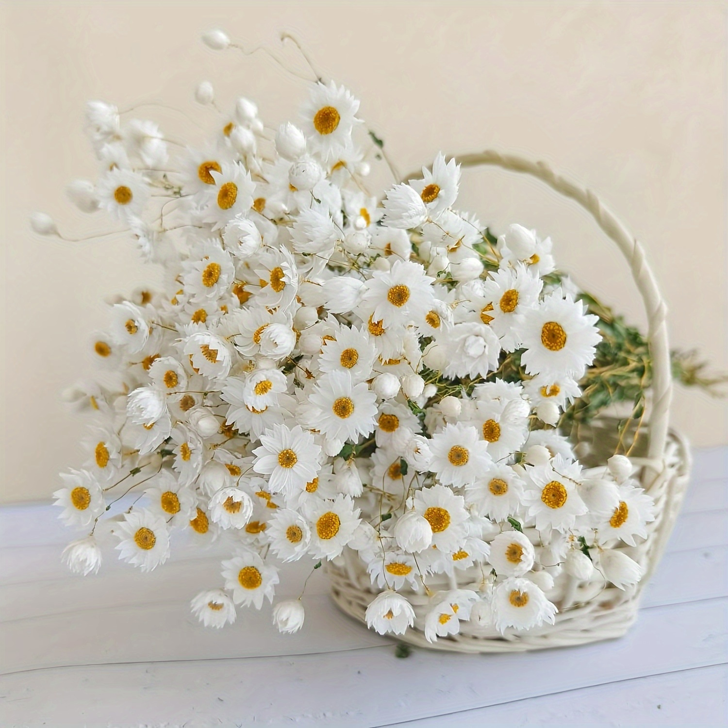Rhodanthe & Daisy Dried Flower - Home Decor Daisy review and price