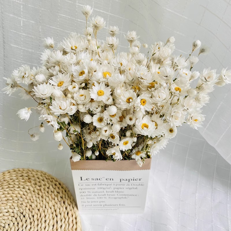 Rhodanthe & Daisy Dried Flower - Home Decor Daisy review and price