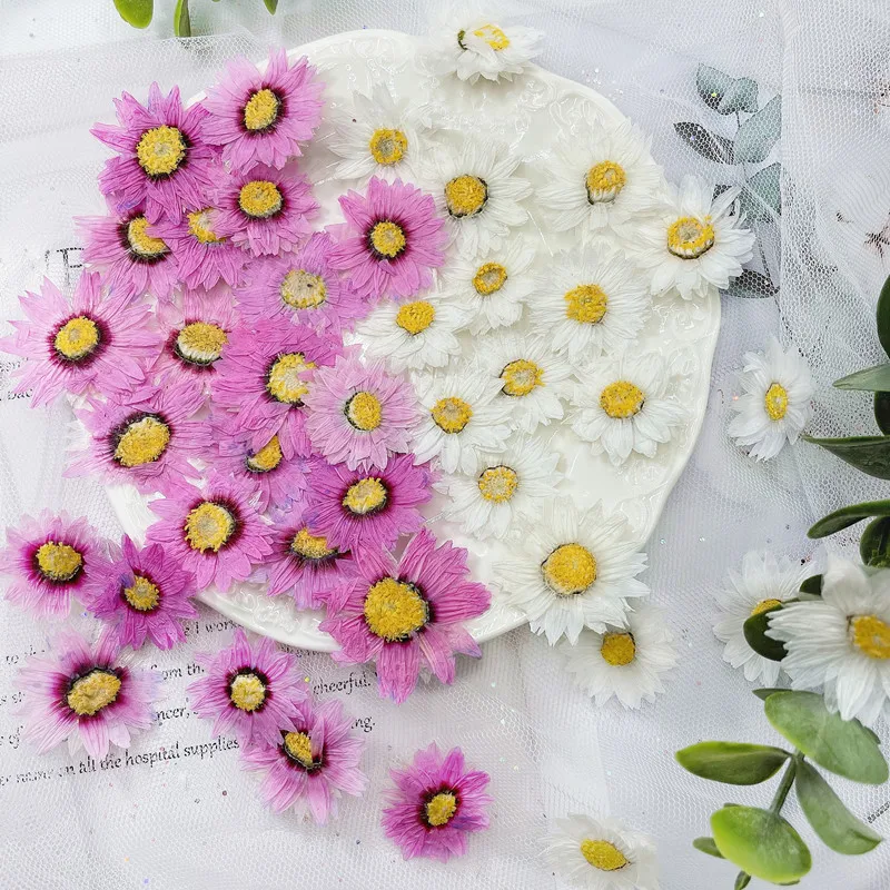 24pcs/2-4CM,Natural Pressed Fl - Home Decor Daisy review and price