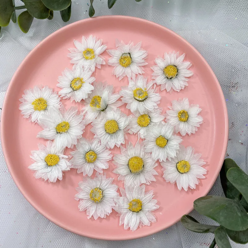 24pcs/2-4CM,Natural Pressed Fl - Home Decor Daisy review and price