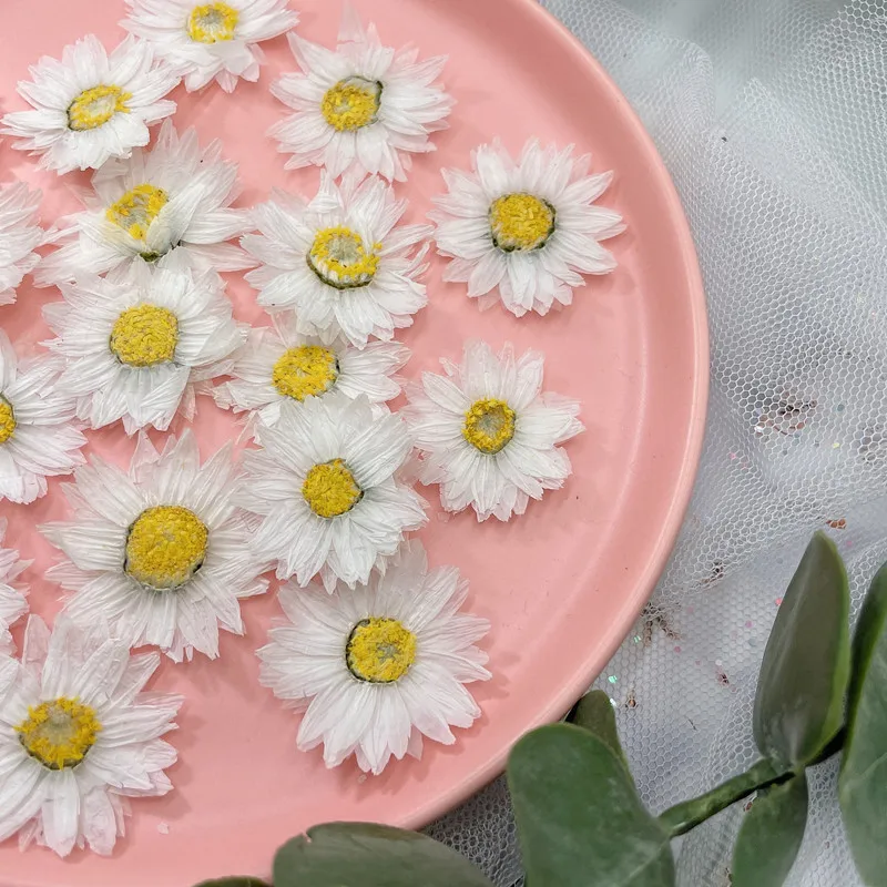 24pcs/2-4CM,Natural Pressed Fl - Home Decor Daisy review and price