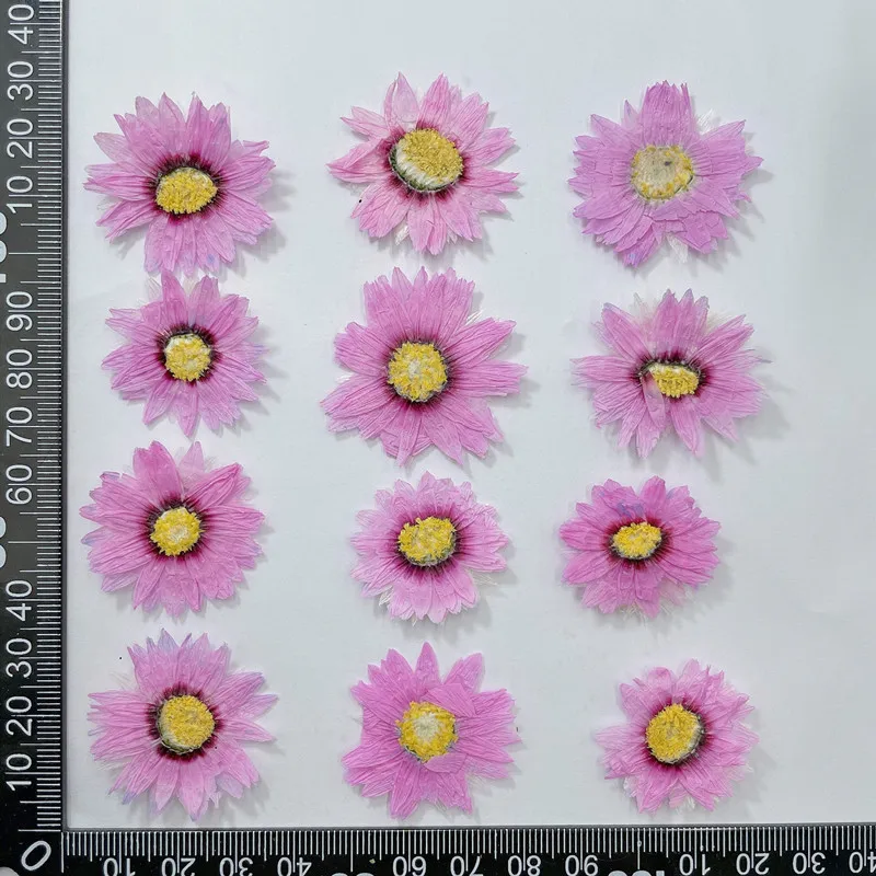 24pcs/2-4CM,Natural Pressed Fl - Home Decor Daisy review and price