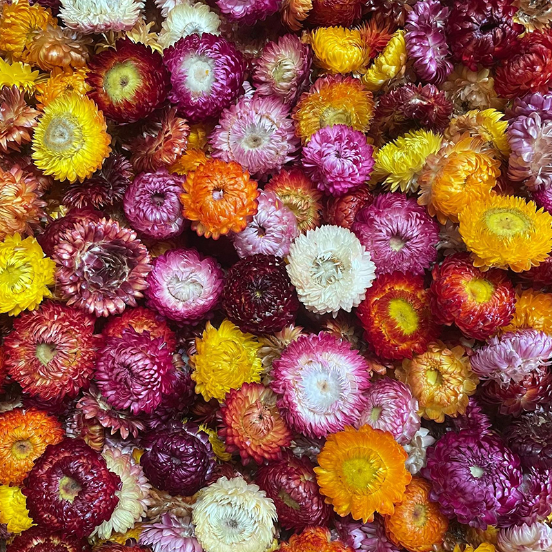 500g 1000g Dried Daisy Natural - Home Decor Daisy review and price