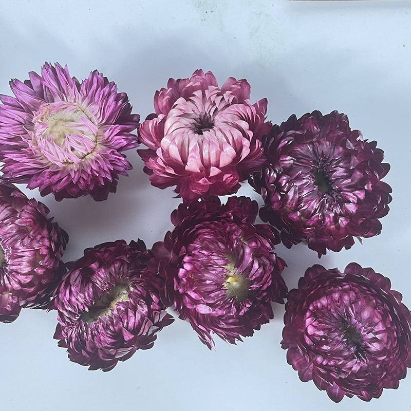 500g 1000g Dried Daisy Natural - Home Decor Daisy review and price