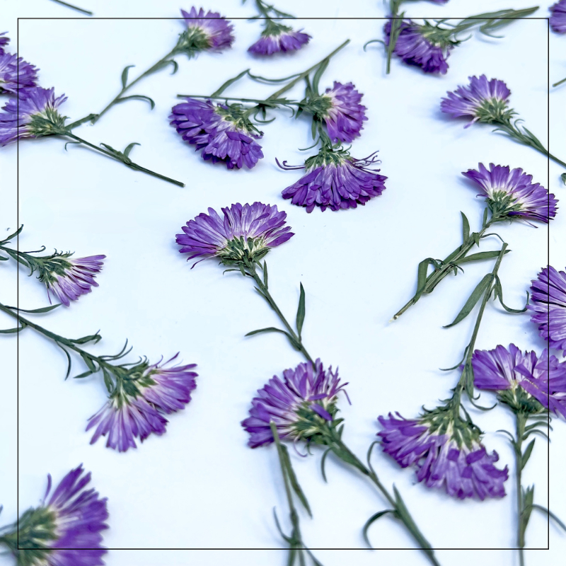 100PCS/3-6cm,Pressed daisy min - Home Decor Daisy review and price