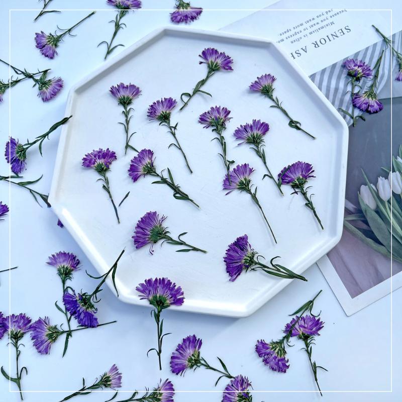 100PCS/3-6cm,Pressed daisy min - Home Decor Daisy review and price