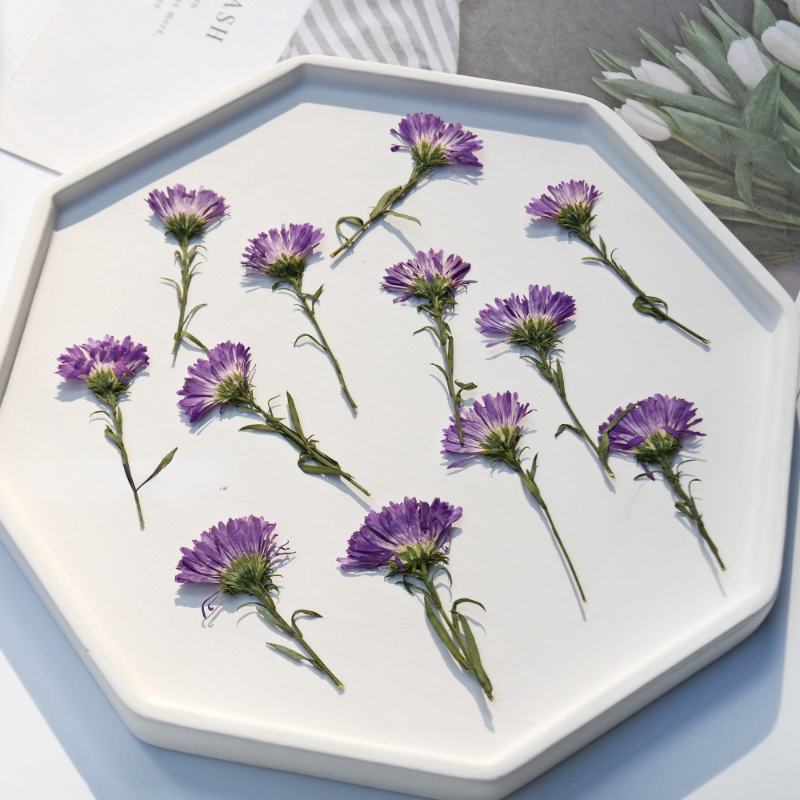 100PCS/3-6cm,Pressed daisy min - Home Decor Daisy review and price